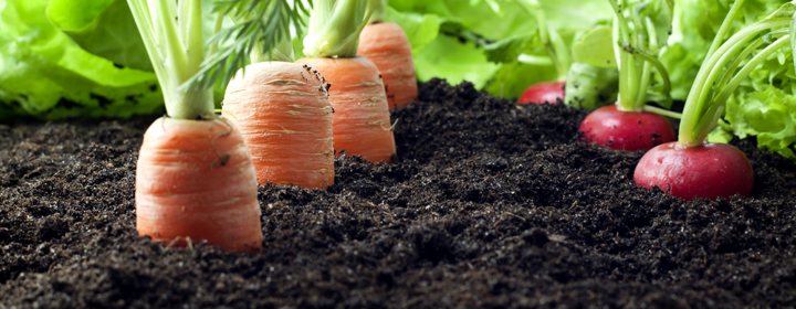topsoil-grow-veg