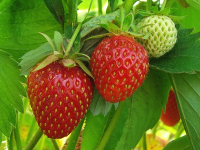 Strawberry-plants