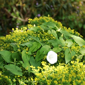 bindweed-removal