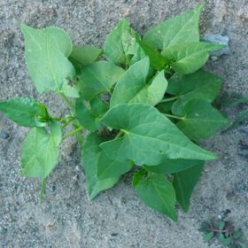 bindweed-young