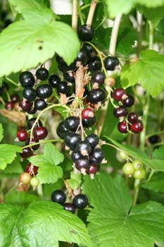 blackcurrant bush pruning