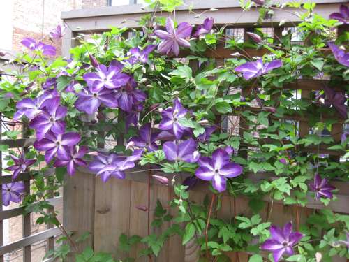 caring-for-clematis