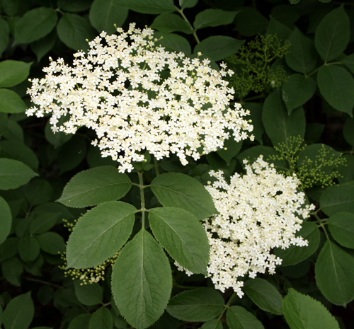 elderflower