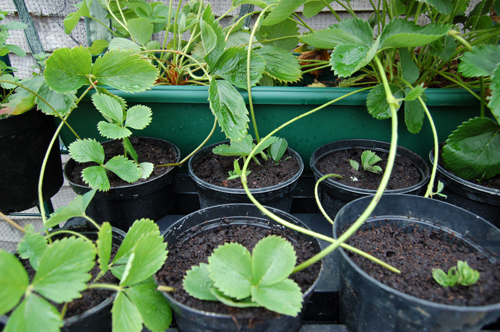 grow-your-own-strawberrys-tips