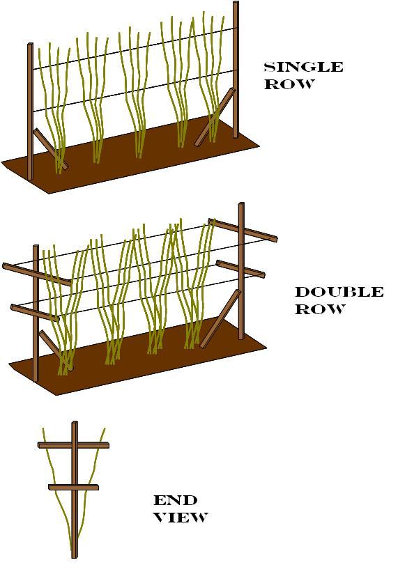 growing-Raspberries-stand