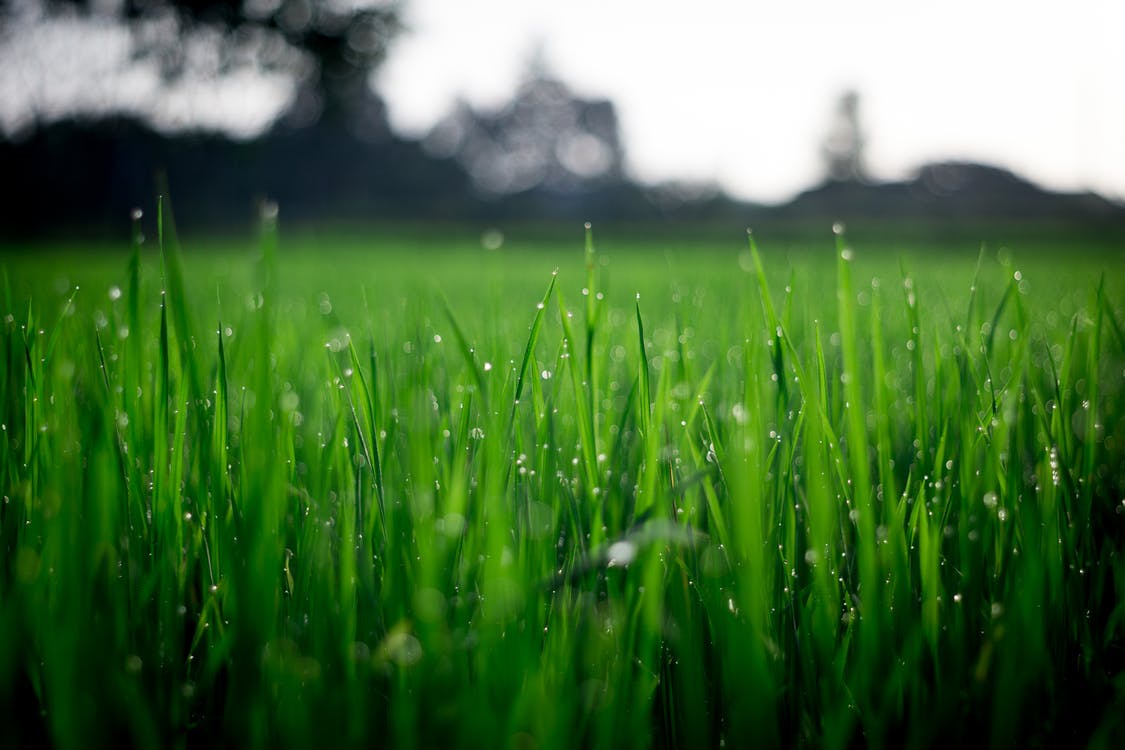 lawn.jpeg