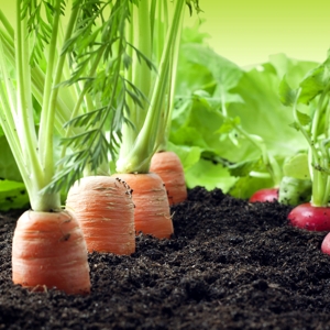 Vegetable Topsoil | Free Delivery - Topsoil Shop