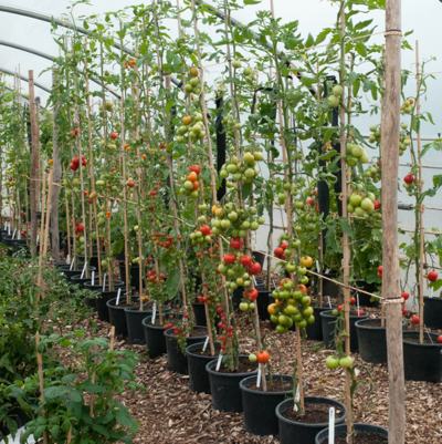 tomato-growing-greenhouse
