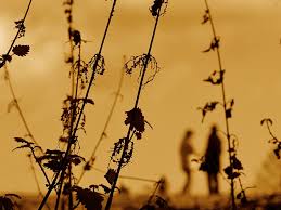 weeds.jpg