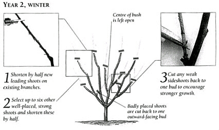 winter-pruning-fruit-bushes